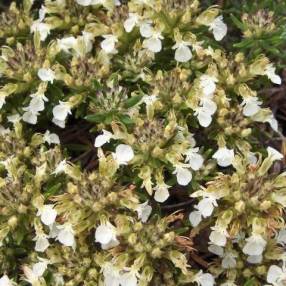 Teucrium montanum, Germandrée des montagnes