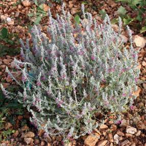 Teucrium marum, Germandrée maritime