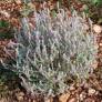 Teucrium marum, Germandrée maritime