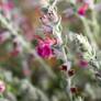 Teucrium marum, Germandrée maritime