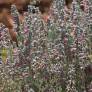 Teucrium marum, Germandrée maritime