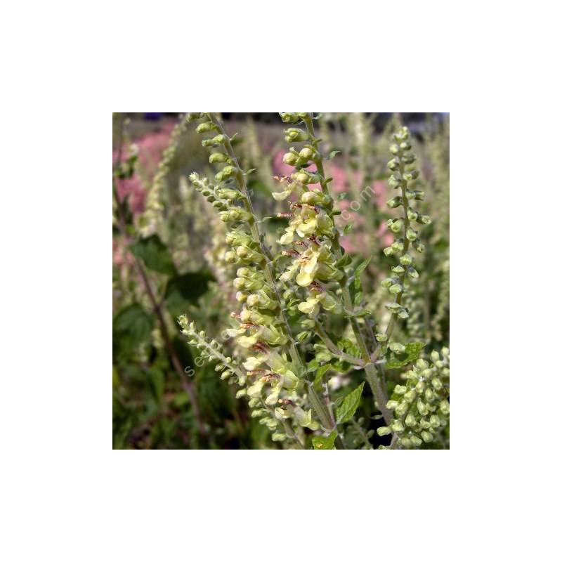 Teucrium scorodania, Germandrée à feuilles de sauge