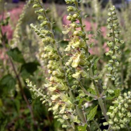 Teucrium scorodania, Germandrée à feuilles de sauge