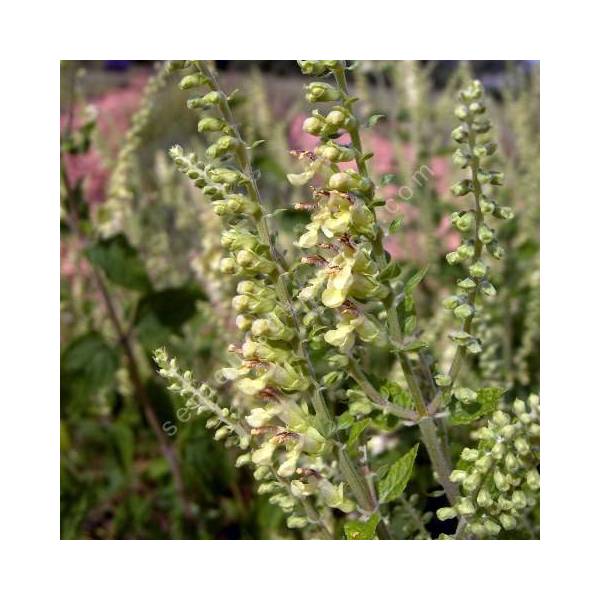 Teucrium scorodania, Germandrée à feuilles de sauge