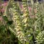 Teucrium scorodania, Germandrée à feuilles de sauge