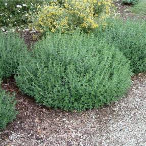 Teucrium x lucidrys