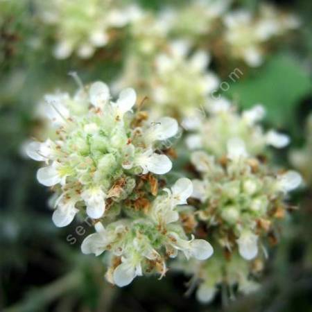 Teucrium polium, Germandrée tomenteuse