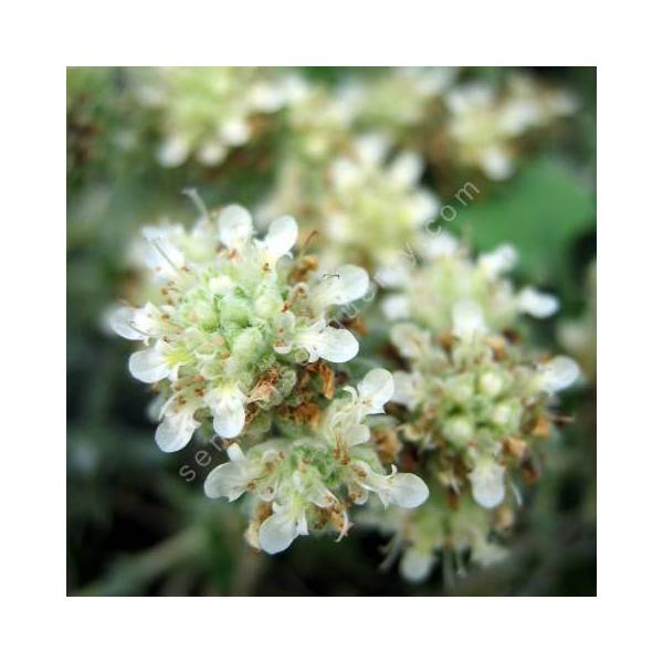 Teucrium polium, Germandrée tomenteuse Teucrium polium, Germandrée tomenteuse