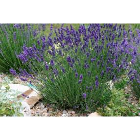 Lavandula angustifolia 'Hidcote', Vraie Lavande