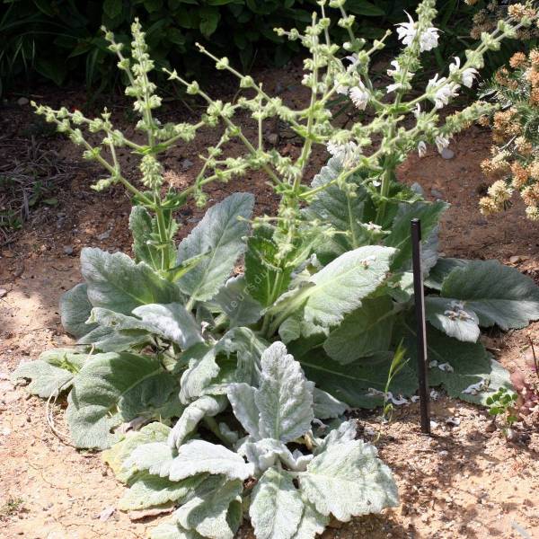 touffe de Salvia argentea - Sauge argentée touffe de Salvia argentea - Sauge argentée