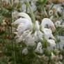 fleur de Salvia argentea - Sauge argentée