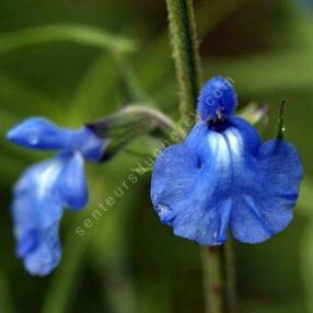 fleur de Salvia azurea - Sauge bleue