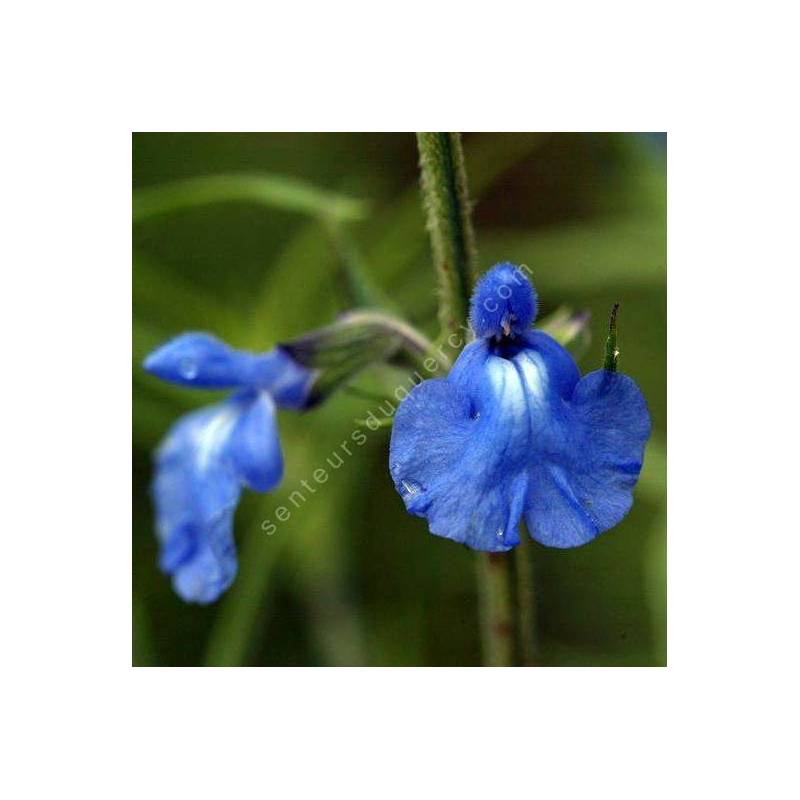 fleur de Salvia azurea - Sauge bleue
