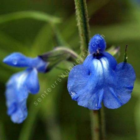 Salvia azurea, Sauge bleue