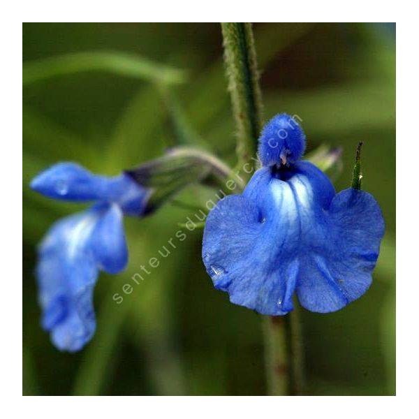 fleur de Salvia azurea - Sauge bleue