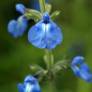 Salvia azurea - Sauge bleue