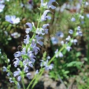 Salvia pratensis 'Sky Dance' - Sauge des prés bleu claire