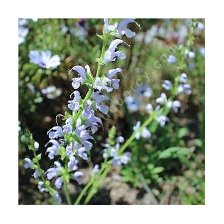 Salvia pratensis 'Sky Dance' - Sauge des prés bleu claire