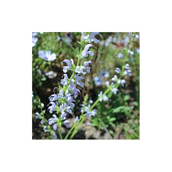 Salvia pratensis 'Sky Dance' - Sauge des prés bleu claire