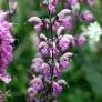 Salvia pratensis 'Rose Rapsody' - Sauge des prés rose