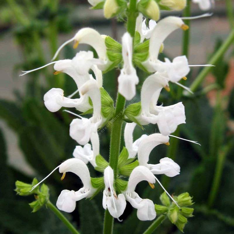 Salvia pratensis 'Swan Lake' - sauge vivace des prés à fleur blanche