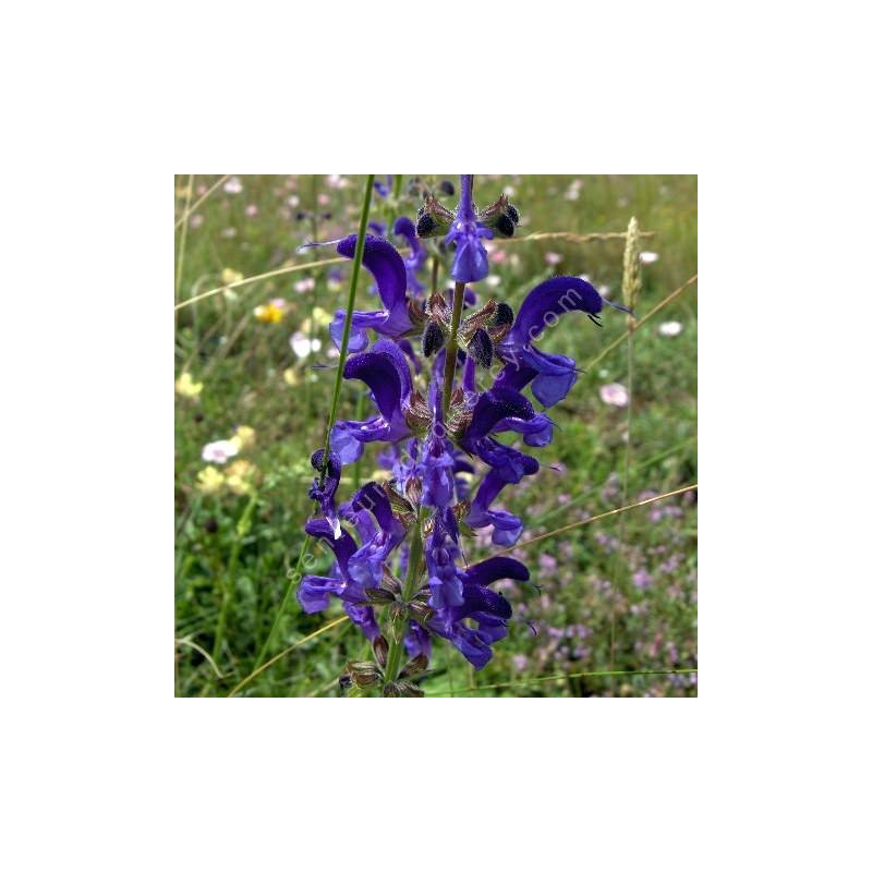 Salvia pratensis - Sauge des prés