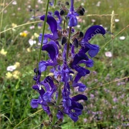 Salvia pratensis - Sauge des prés