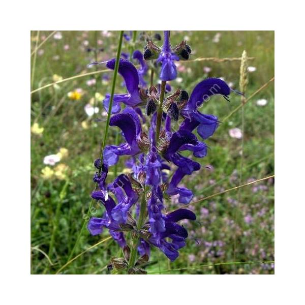 Salvia pratensis - Sauge des prés