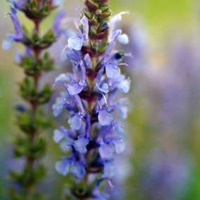 Détail des épis bleu violet de 'Blauhügel'