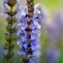 Salvia sylvestris 'Blauhügel' - Sauge des bois