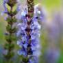 Détail des épis bleu violet de 'Blauhügel'