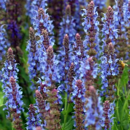 Salvia × sylvestris 'Blauhügel' en fleurs
