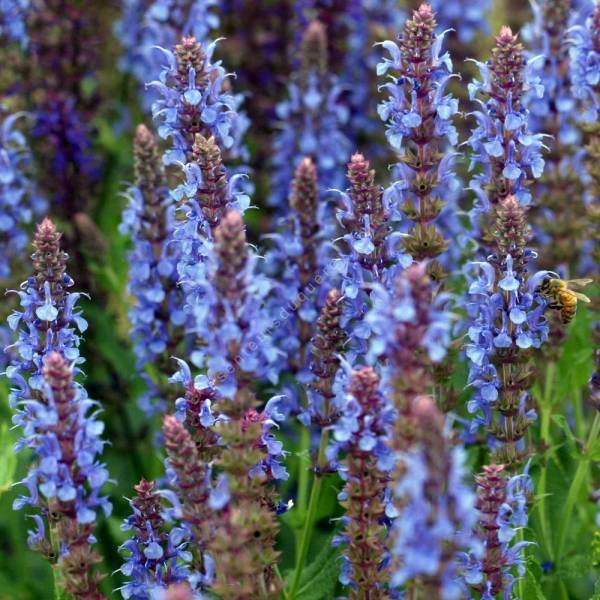 Salvia × sylvestris 'Blauhügel' en fleurs