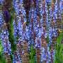 Salvia × sylvestris 'Blauhügel' en fleurs