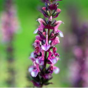 Salvia x sylvestris 'Reine Rose' - Sauge des bois rose