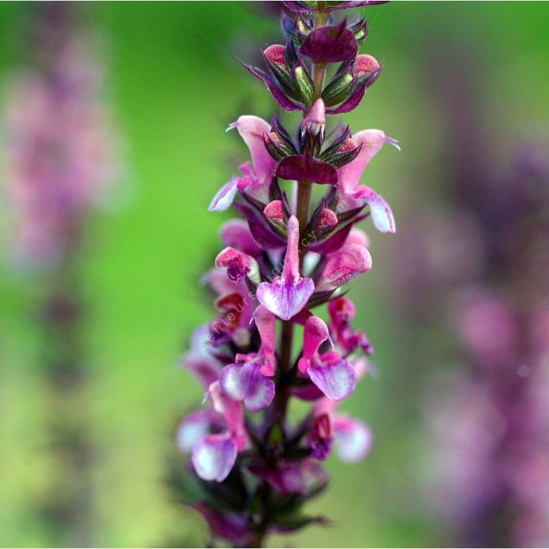 Salvia x sylvestris 'Reine Rose' - Sauge des bois rose