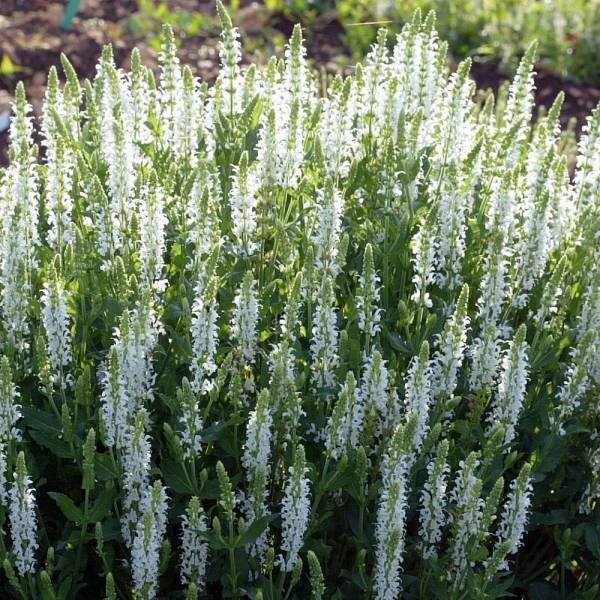 Salvia x sylvestris 'Schneehügel' - sauge nemerosa à fleur blanche