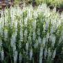 Épis blancs de Salvia Schneehügel