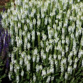 Salvia sylvestris Schneehügel en fleurs blanc pur