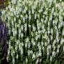 Salvia sylvestris Schneehügel en fleurs blanc pur