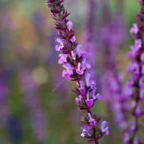 Détail des fleurs rose mauve de Salvia Amethyst