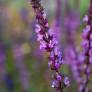 Détail des fleurs rose mauve de Salvia Amethyst