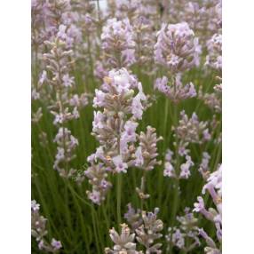 Lavandula angustifolia 'Hidcote Pink', Vraie Lavande rose