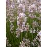 Lavandula angustifolia 'Hidcote Pink', Vraie Lavande rose