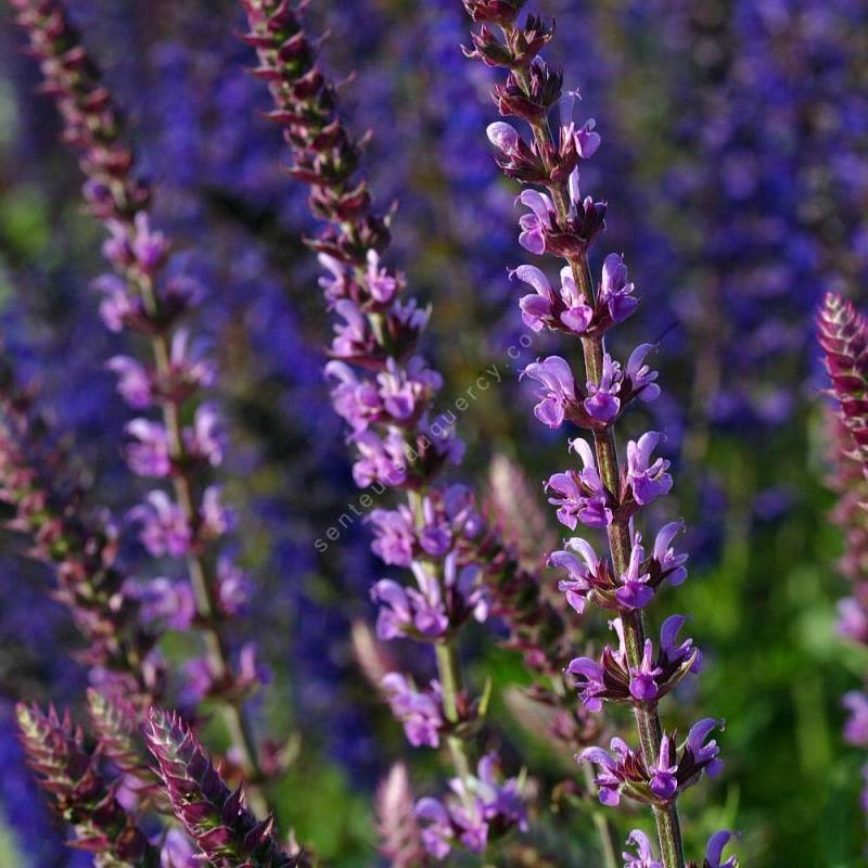 Salvia nemorosa Amethyst en fleurs rose mauve