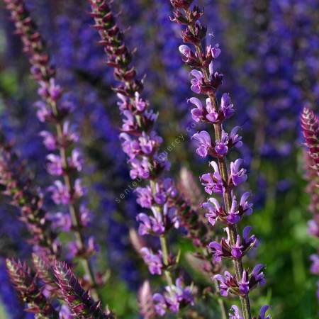 Salvia nemorosa Amethyst en fleurs rose mauve