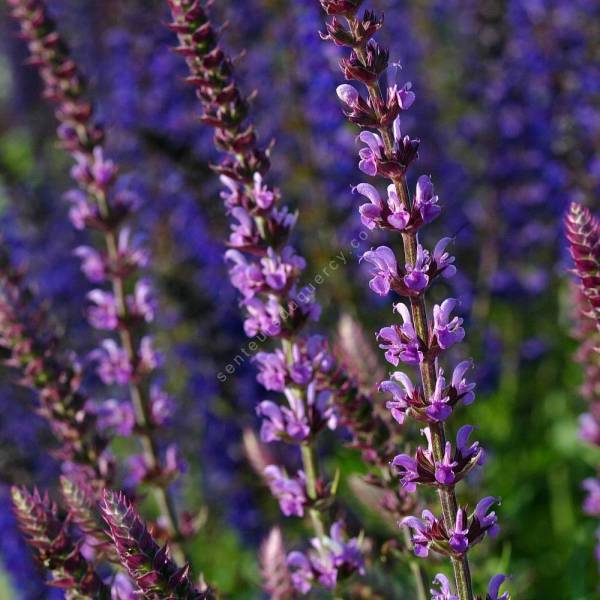 Salvia x sylvestris 'Amethyst' - Sauge des bois rose