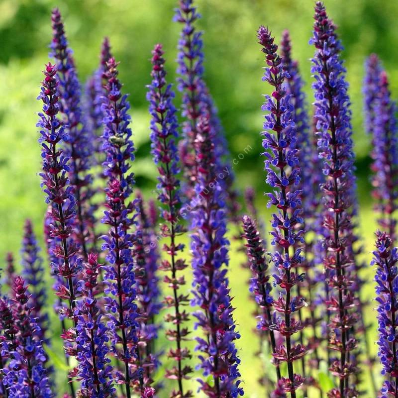 Salvia nemorosa Caradonna en fleurs violet indigo