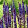 Salvia nemorosa Caradonna en fleurs violet indigo