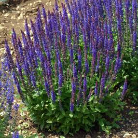 Sauge des bois Ostfriesland en pleine floraison